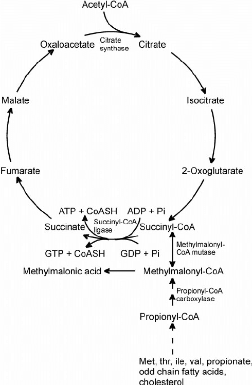 The-Krebs-cycle-and-methylmalonic-acid-metabolism.png