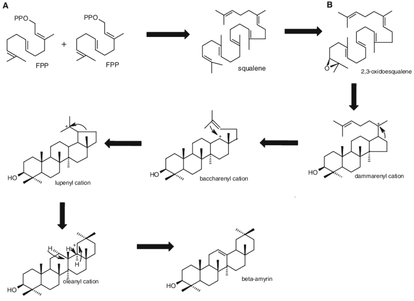 a-Synthesis-of-squalene-from-condensation-of-farnesildiphosphate-FPP-b-Cyclization-of.png
