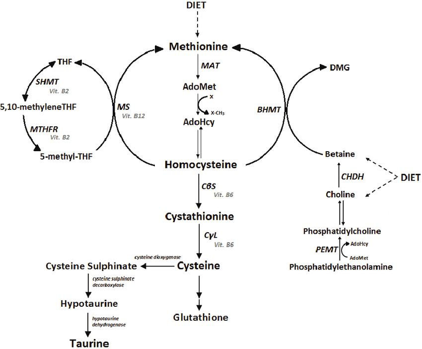 Metabolism-of-sulfur-amino-acids-MAT-methionine-adenosyltransferase-AdoMet-S.png