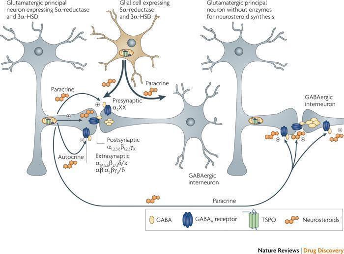 Figure-6-Neuronal-networks-targeted-by-TSPO-ligand-induced-neurosteroid-signallingThe.png