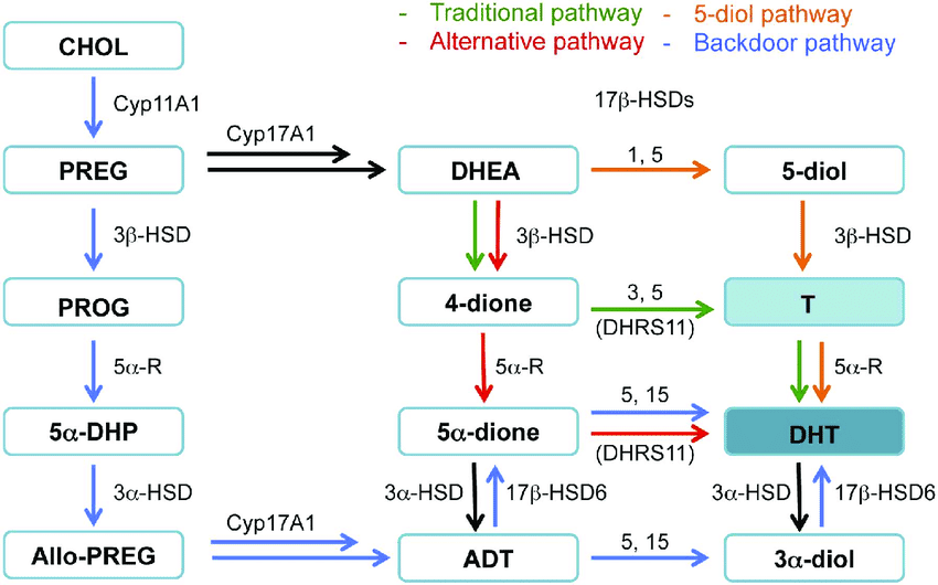 Representation-of-the-different-pathways-involved-in-androgen-formation-CHOL.png