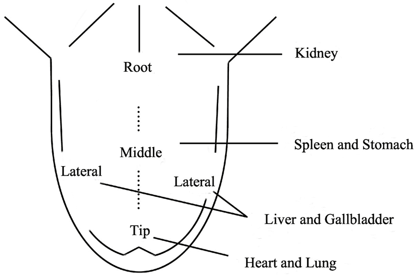 Organ-layout-of-tongue-regions.png