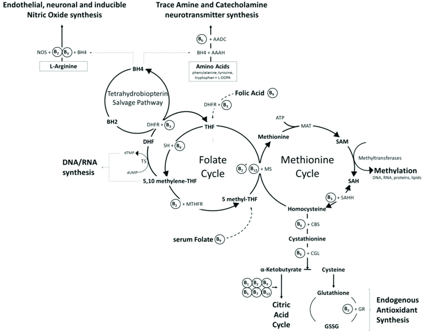 The-interlinked-folate-and-methionine-cycles-Dietary-folate-enters-the-folate-cycle-and.png