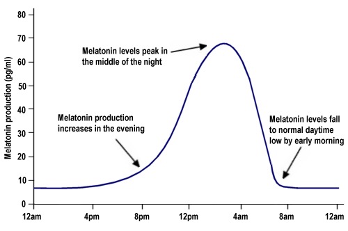 melatonin-profile.jpg