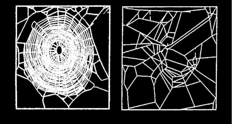  Spiders who'd sampled caffeine made webs with disorganised cells