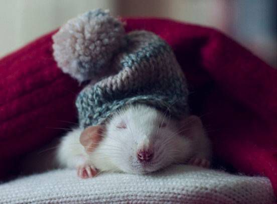__opt__aboutcom__coeus__resources__content_migration__mnn__images__2014__01__rat-wearing-knit-hat-JF-b56be417a1f6475486fc38b98be41075.jpg