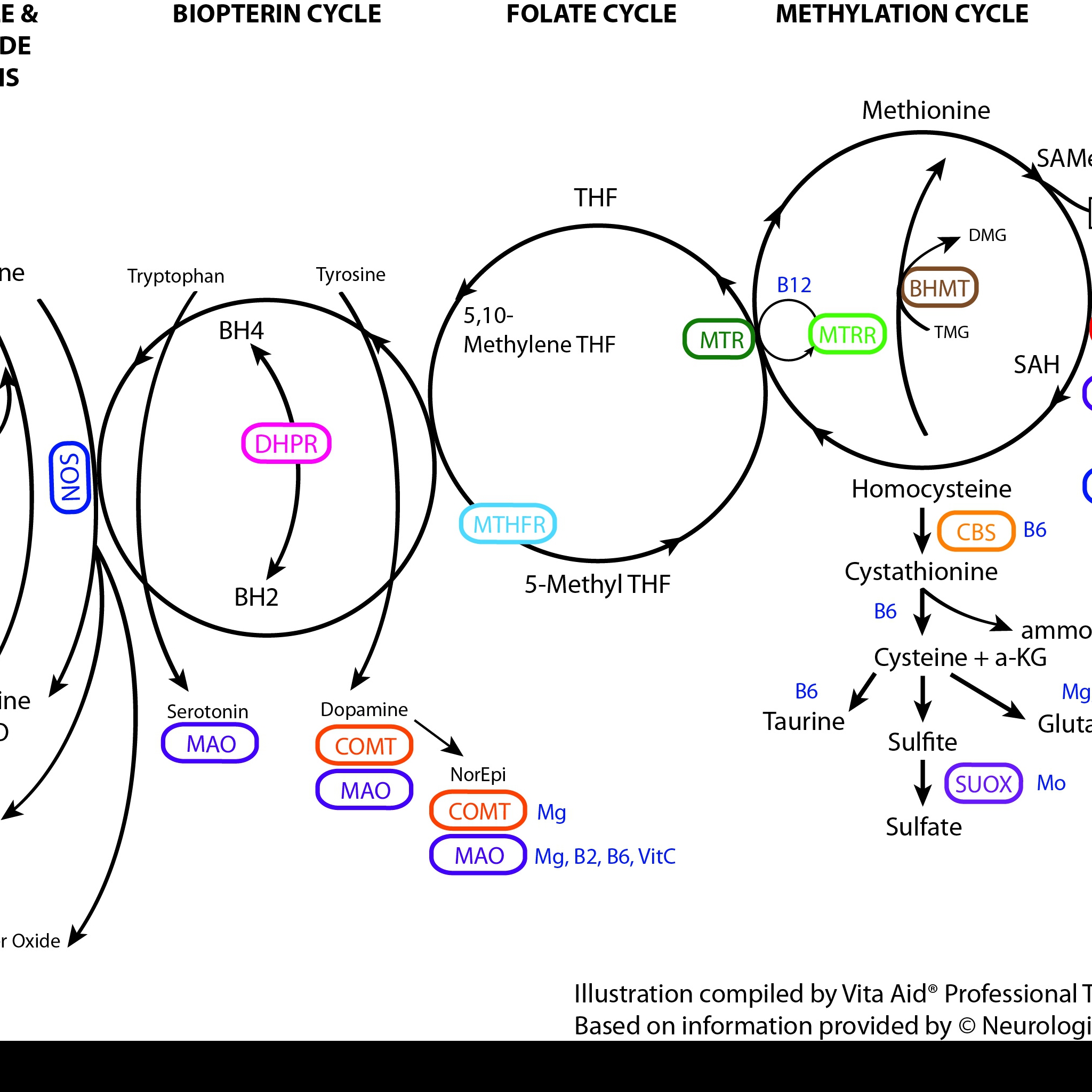 Methylation%20Cycle%20Collateral%20Pathways.jpg